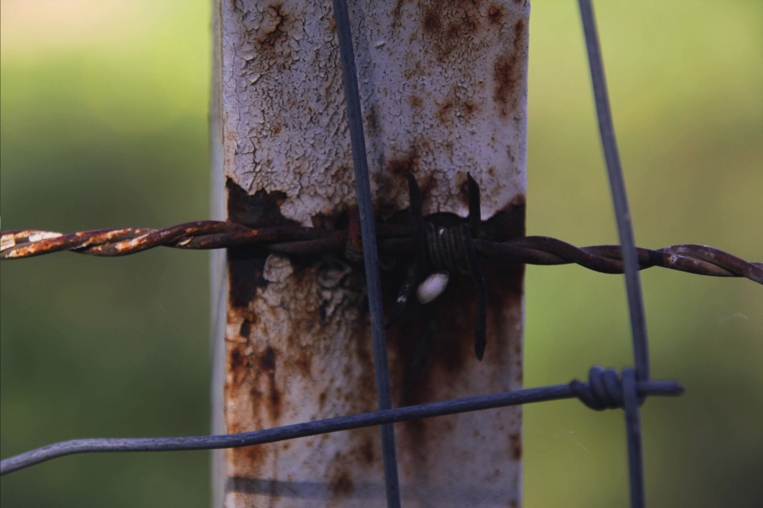 rusty fence